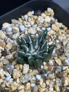 タ*カ様 象足黒牡丹 実生 鉢植え メルカリ便送料込み 象足黒牡丹 実生 鉢植え メルカリ便送料込み - メルカリ