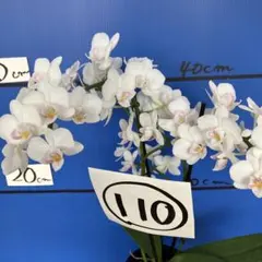 ぷうさん様 リクエスト 2点 まとめ商品