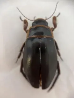 ゲンゴロウモドキ　学術標本のサムネイル