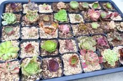 2025年最新】アエオニウム ハロウィン錦の人気アイテム - メルカリ