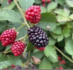 ブラックベリーの種、たっぷり50粒ちょっと 無農薬 フルーツ 大好評！ 大人気！