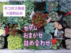 多肉植物 カット苗 セダムなど おまかせ詰め合わせ❣️