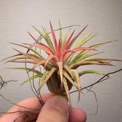 ③【希少】Tillandsia ionantha 'Hamuemula'［現品］のサムネイル