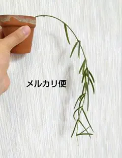ホヤ　リネアリス　抜き苗　メルカリ便　匿名配送　③のサムネイル