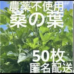 農薬不使用　桑の葉のサムネイル