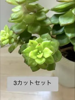 多肉植物　マジックジャムゴールド　3カット　カット苗　セデベリア　⭐️オマケ付き！