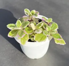 【希少種】プレクトランサス　ミントリーフ　◇抜き苗◇