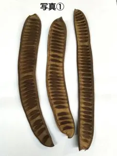 2025年最新】ホウオウボクの人気アイテム - メルカリ