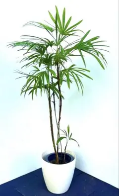 No.73 シュロチク　棕櫚竹　H100 No.73 シュロチク 棕櫚竹 H100 - メルカリ