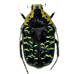 2025年最新】ハナムグリ 標本の人気アイテム - メルカリ