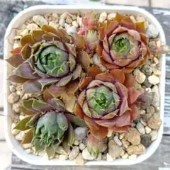 2026年最新】多肉植物 センペルビウムの人気アイテム - メルカリ