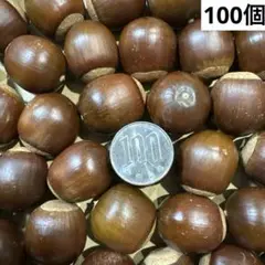 どんぐり　くぬぎどんぐり　丸いどんぐり　100個