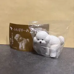 ビションフリーゼ カプセルトイ