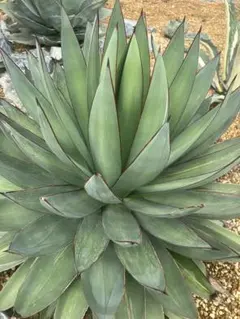 【現品】アガベ・リトルシャーク　ブルーエンペラー　ロイヤルクラウン　10号　N8 m67267439779_1.jpg?1756474177
