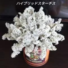 ハイブリッドスターチス ホワイト 白 ドライフラワー 花材のサムネイル