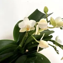 最新・花茎6本！】胡蝶蘭 ナザレ 鉢植え アンスラ社 希少多花性株