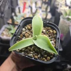 オバティフォリア Moby モビー Hidden Agave US株 鉢ごと発送 - メルカリ
