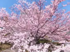 （ぷるぷるぷりん様専用）ツルバイマリコオイカワ Gala IVORY 34