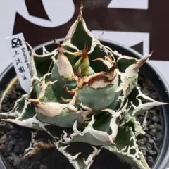 アガベ ivory wa 子株 発根済 検） 大白鯊 麻花龍 - メルカリ