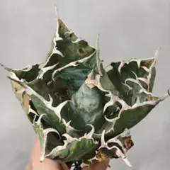 2026年最新】アガベ陽炎の人気アイテム - メルカリ