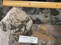 キタカミカリス ウタツエンシス 嚢頭類 化石 南三陸 幻✨️ - メルカリ