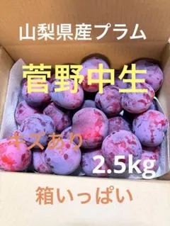 山梨県産プラム　菅野中生　2.5kg以上 キズあり　訳ありのサムネイル
