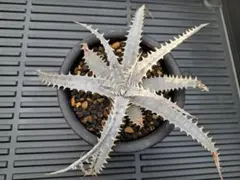 Dyckia ディッキア 'Nemesis' ネメシス - メルカリ