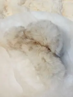 Item thumbnail for item 9baeee7a-9d4f-4082-9ebd-fdc432ecd634