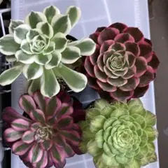 アエオニウム 大きめカット苗♡セット① アエオニウム カット苗 6苗セット 蛍火花顔ピンクディジー 黒美人 花