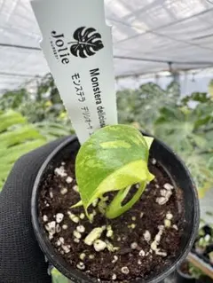 2026年最新】組織培養 モンステラの人気アイテム - メルカリ