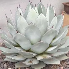 2025年最新】アガベ パリーホーチエンシスの人気アイテム - メルカリ