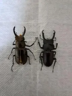 2025年最新】クワガタ 標本の人気アイテム - メルカリ