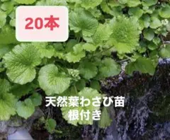 2026年最新】わさび 苗の人気アイテム - メルカリ