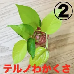 ポトス　テルノわかくさ　② 希少　テルノシリーズ　美株のサムネイル