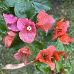 2026年最新】ブーゲンビリアの人気アイテム - メルカリ