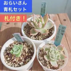 2025年最新】おらいさん苗 青札の人気アイテム - メルカリ