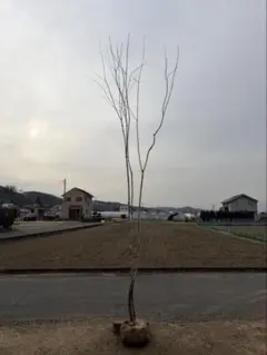 2026年最新】アオダモ 山採りの人気アイテム - メルカリ