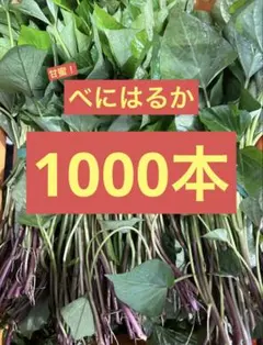 べにあずま　1000本　新鮮さつまいも苗　無農薬 べにはるか 1000本 新鮮さつまいも苗 無農薬 特別価格 - メルカリ