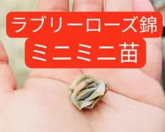 ラブリーローズ錦　多肉植物　エケベリア　韓国苗　カット苗　現品