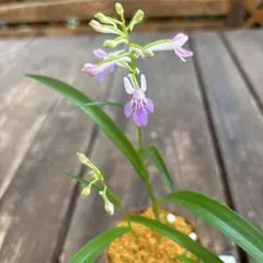 原種ウチョウラン小豆島のサムネイル