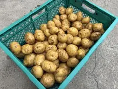 青森県産　ジャガイモ［訳あり］　とうや　1キロ　夏野菜カレーにピッタリのサムネイル