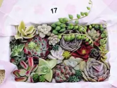17.多肉植物　カット苗詰め合わせ　寄せ植えセット