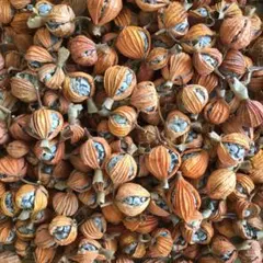 2025年最新】月桃の実の人気アイテム - メルカリ