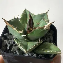 真栄田 義仁様 リクエスト 2点 まとめ商品