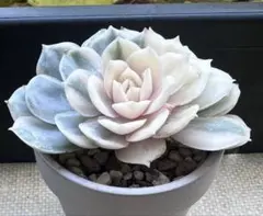 2025年最新】オンスロー錦の人気アイテム - メルカリ