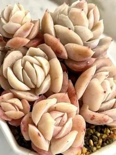 かりんと様 リクエスト 2点 まとめ商品