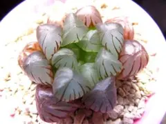 3795 スターサファイア パープル系　多肉植物 ハオルチア アロエのサムネイル