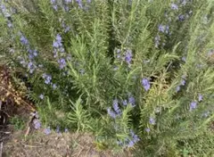 yakoko様 リクエスト 3点 まとめ商品