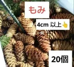 전나무 나무 열매 20 개 나무 열매 임대 준비 전나무 크리스마스 송보쿠리
