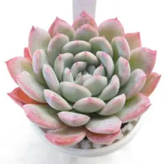 2025年最新】エケベリア ラウイの人気アイテム - メルカリ